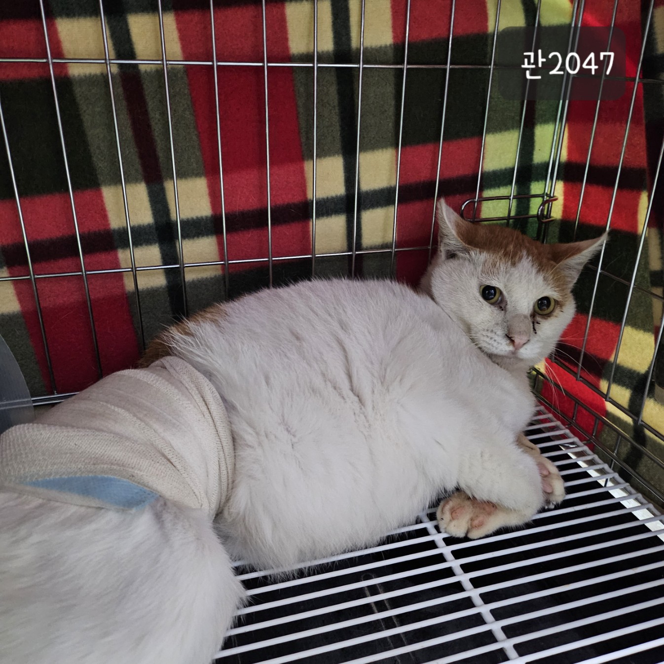 고양시동물보호센터_441394202302047